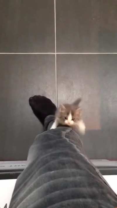 Hey, put that thing down and play with me!