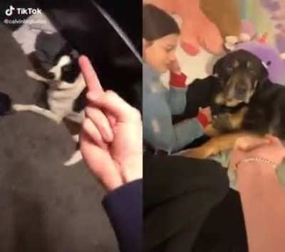 Dog