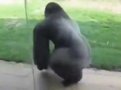 First ape zoom I&rsquo;ve seen