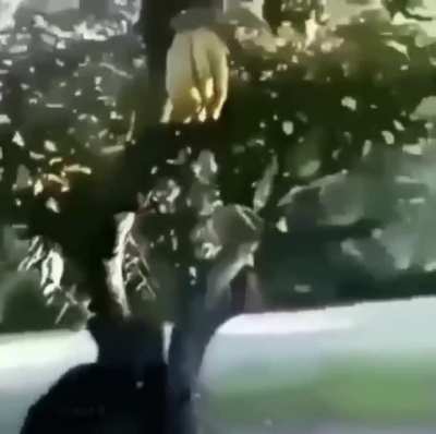 Nobody can touch banana
