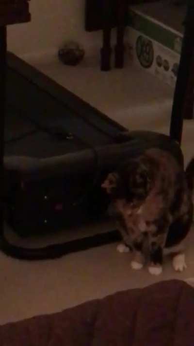 Projectile vomiting cat (details in comments)