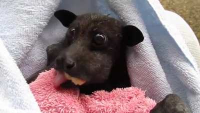 Banana-monching chiwi-dog