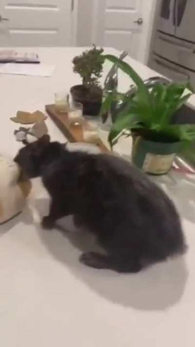 No bread for you!