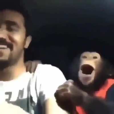 Muca e Greninja no carro