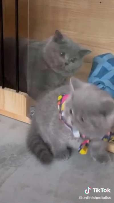 Cat punches poor kittens ;-;