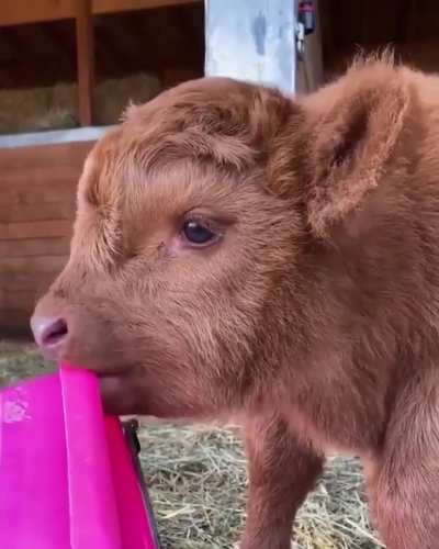 So fluffy