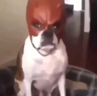 MAAU - Video #9369