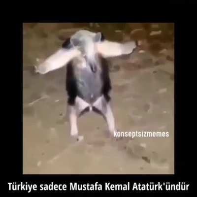 baklava zamanı