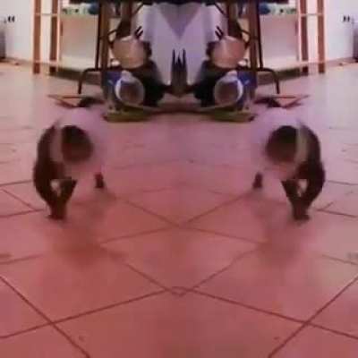 Gatus dan&ccedil;andis