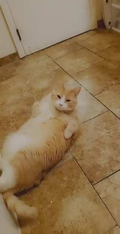 Simmy is a chunky boi