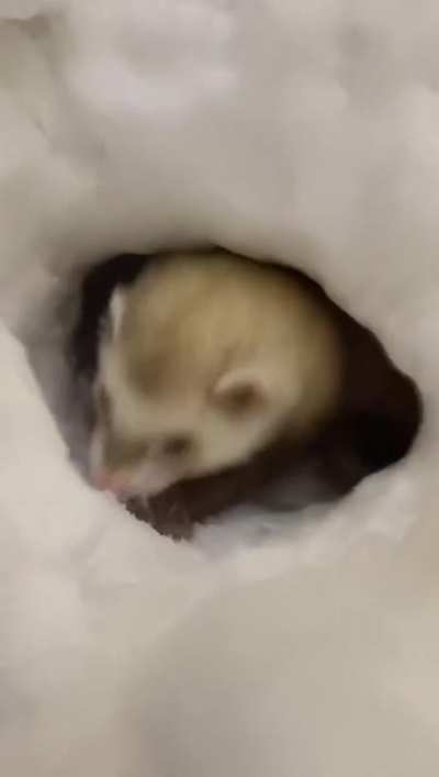 Playing in the snow