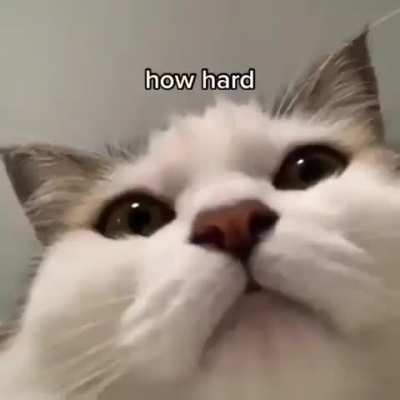 Meow 