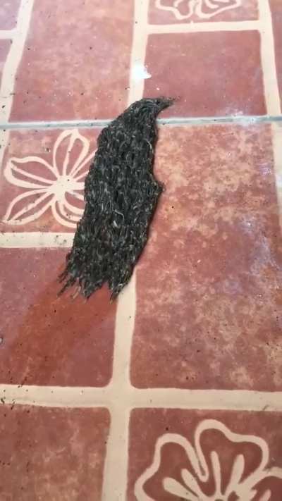 Army of caterpillars form a singular slimy mass