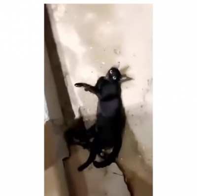 He asked the cat to meow if its a jinn 😂