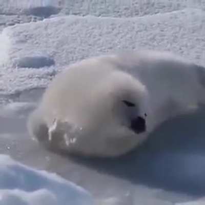 Seal