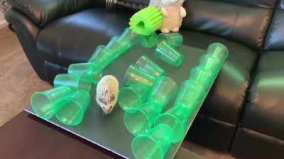 Pepper the Hedgehog takes a stab at her third American Hedgehog Warrior Obstacle Course