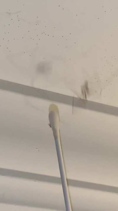Tried to give water to Pretty Boy (he was not happy)... took the qtip down and saw 2 baby yellow sac spiders on it 🥹