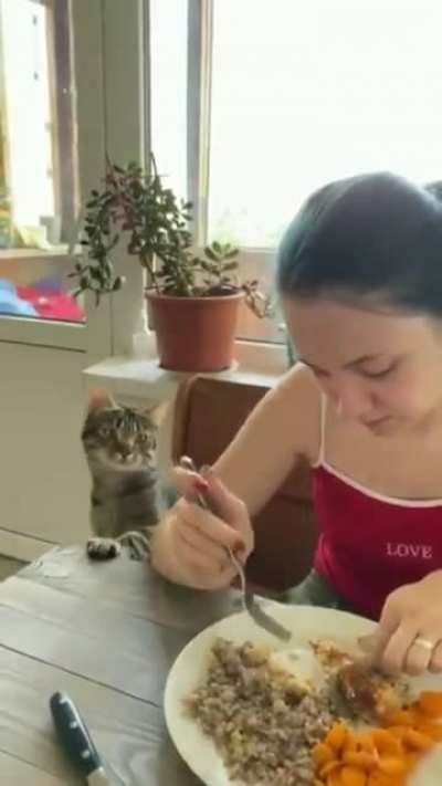 Hey Hooman!!! Give me some of what you having....