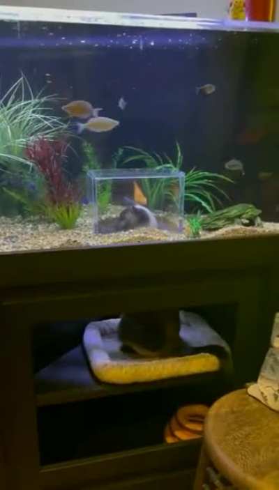 Honestly, whose bright idea was it to give a cat a 360&deg; view of an aquarium?