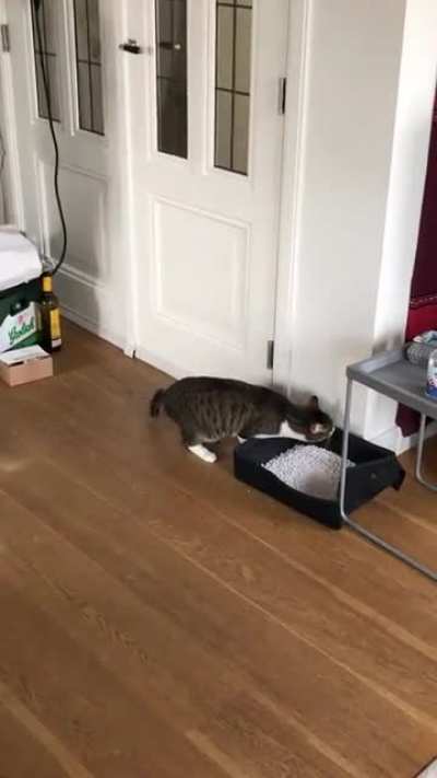 The neighborhood cat I usually cat-sit discovering there&rsquo;s a new cat in our apartment