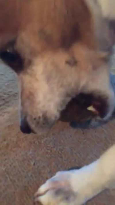 Can someone please explain to me my dog&rsquo;s weird obsession with geodes
