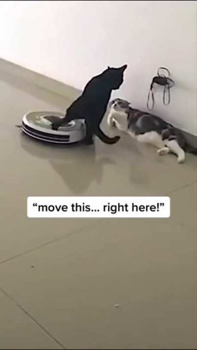 Mafia boss cat