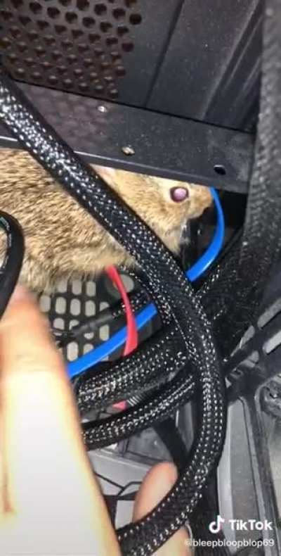 Cat brings rabbit into the house
