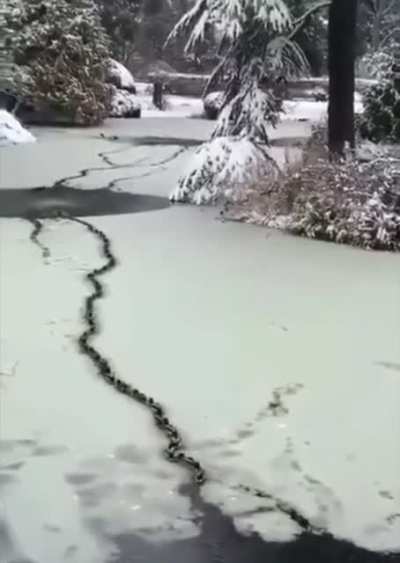 When you get quacks in the ice.