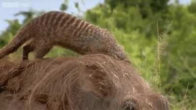 Warthog getting 