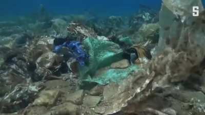 That's not algae