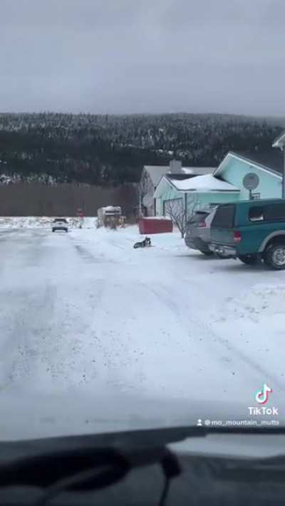 Dogs loading up on a bus