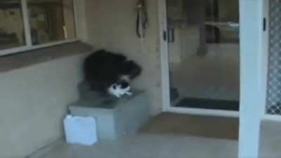 Caaaaaaaaat! Cat! Cat! Cat!