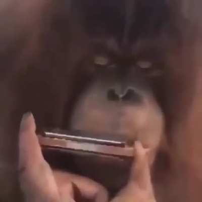 Monke vibe
