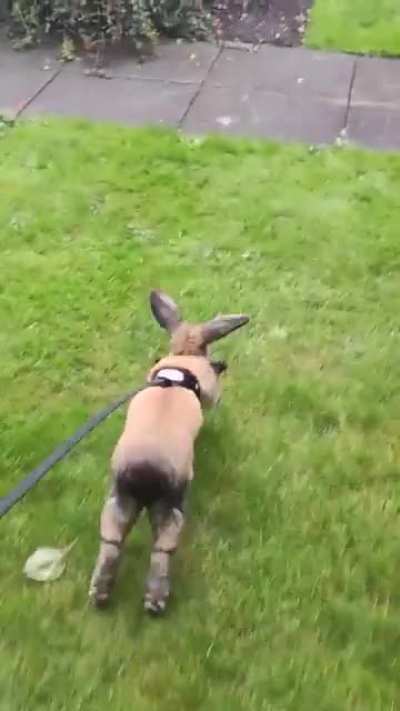 Our second ever walk and she's loving it