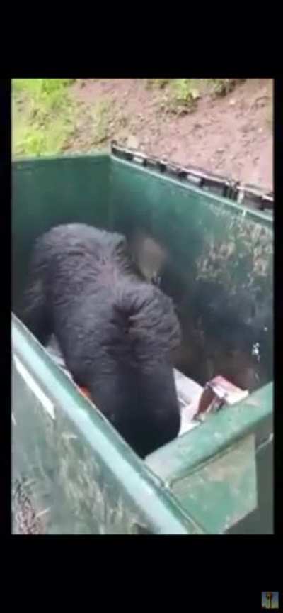 Scaring a bear