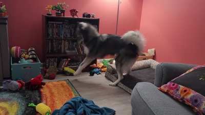 Husky CPR