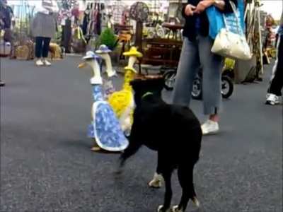 Domingo de patas emperifolladas