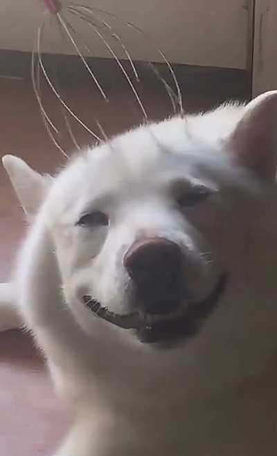 dog