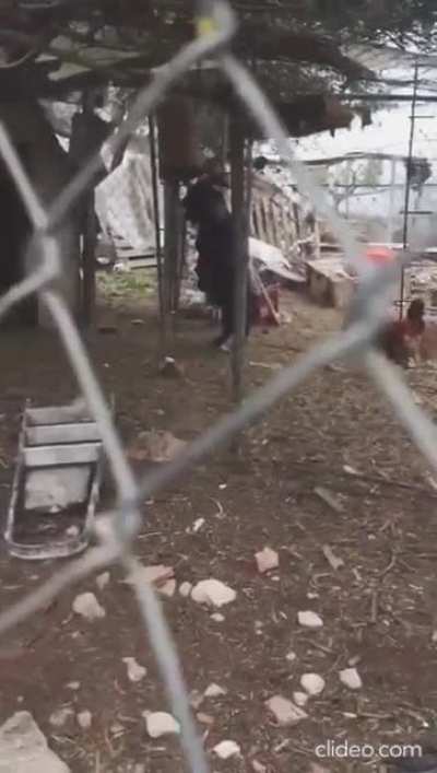 La cabra endemoniada poniéndole onda al finde largo.