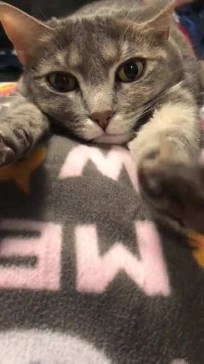 She hates the pawpurrazzi