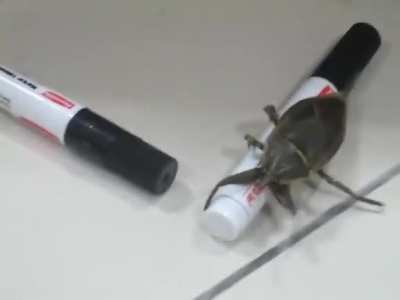 Bugs just vibin'