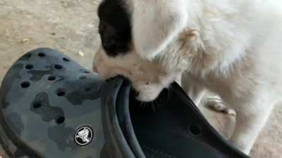 A vicious croc attacked by a pupper