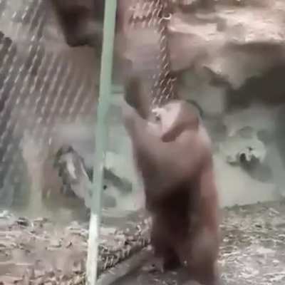 es gracioso porque son peruanos 😂🦍