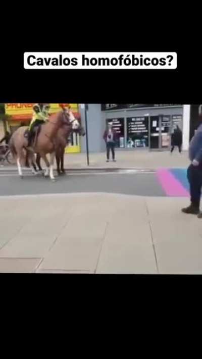 Cavalos com Medo da Bandeira LGBT