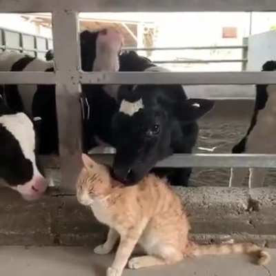 Extreme pussy licking