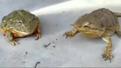 Tadinho do sapo kkkk querendo come larva e o arrombado do drag&atilde;o barbudo roubando. Coitado. Sapo fofo, gordin
