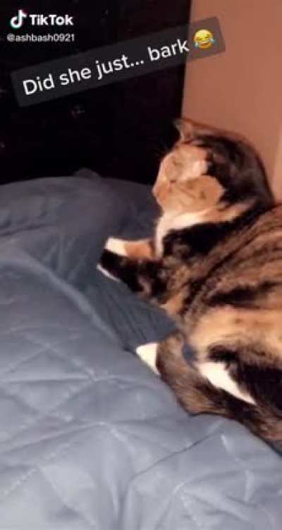 Cat... dog?