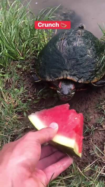 A turtle trying a watermelon.