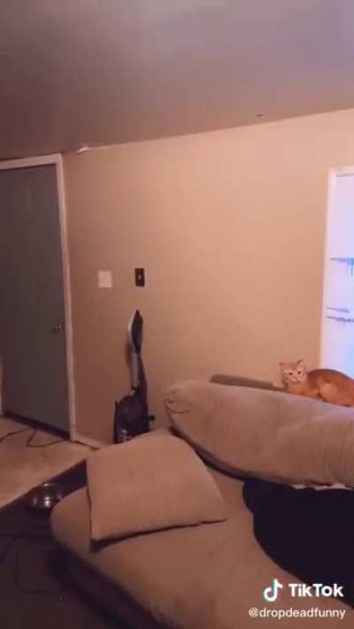 Omg the cat!