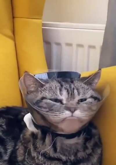 Thanks, I hate cat martini.